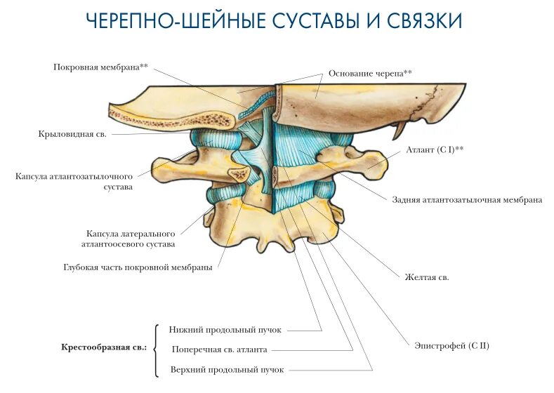 Связка называться. Латеральный атлантоосевой сустав. Суставы шейного отдела позвоночника анатомия. Шейный сустав строение. Связки шейного отдела позвоночника анатомия.