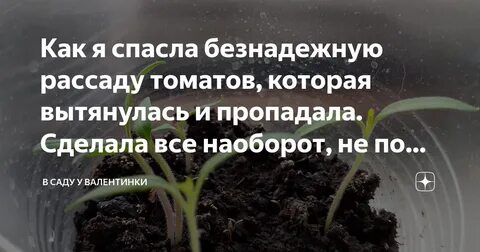 Световой день для рассады помидор