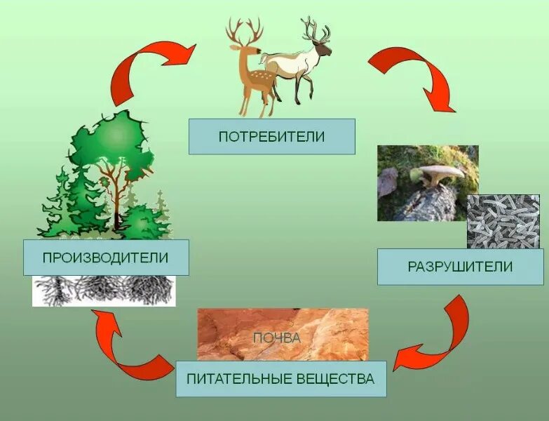 Тест по окружающему миру великий круговорот жизни. Какие организмы являются производителями. Модель великий круговорот жизни. Организмы производители примеры. Модель круговорот веществ 3 класс окружающий мир.