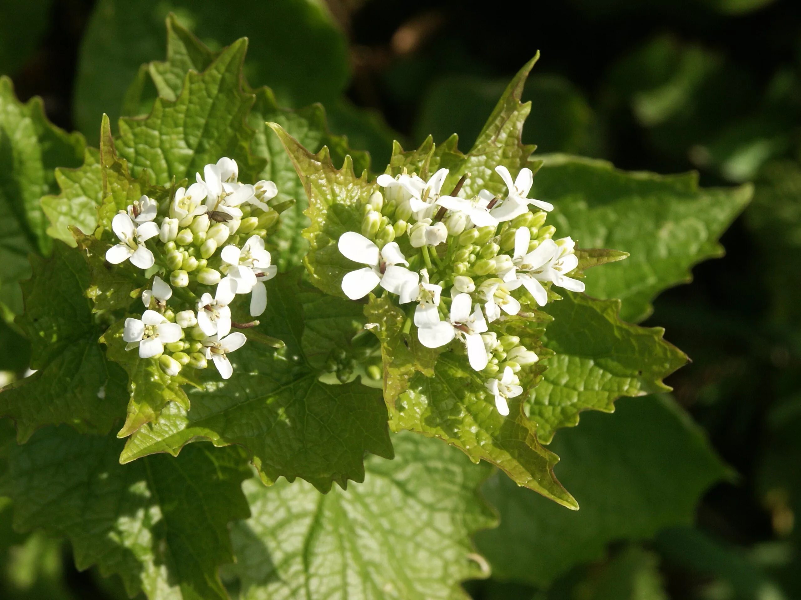 Alliaria officinalis. Чесночница черешковая Alliaria petiolata. Чесночница черешчатая листья. Чесночник черешчатый.