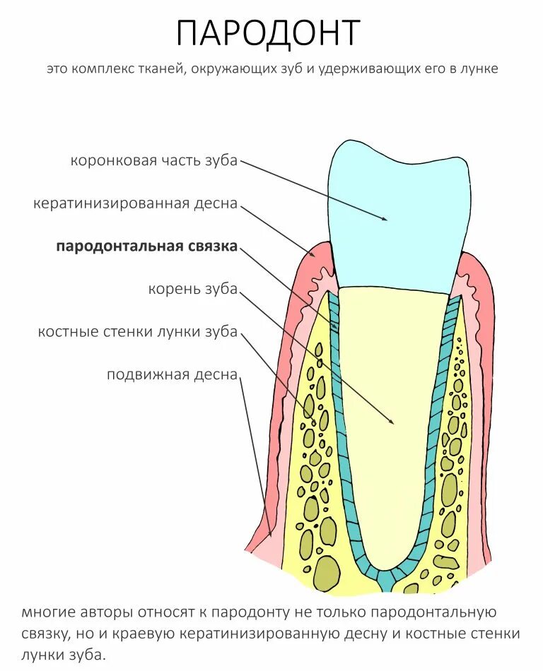 Пародонт реферат. Строение пародонта и периодонта. строение периодонта и пародонта зуба. ткани зуба периодонт строение. периодонт зуба схема.