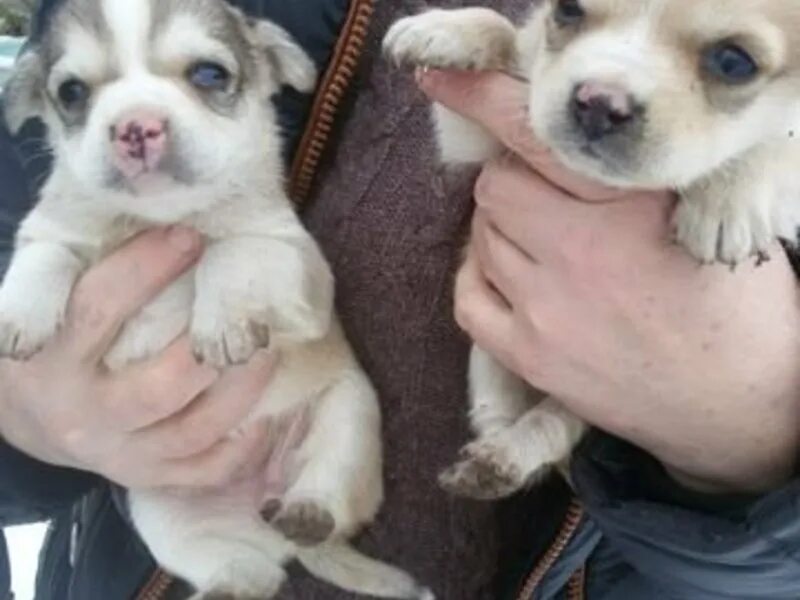 щенки киров. щенки киров. собаки до 10000. отдам щенка в добрые руки урай. киров, собачка маленькая в добрые руки.