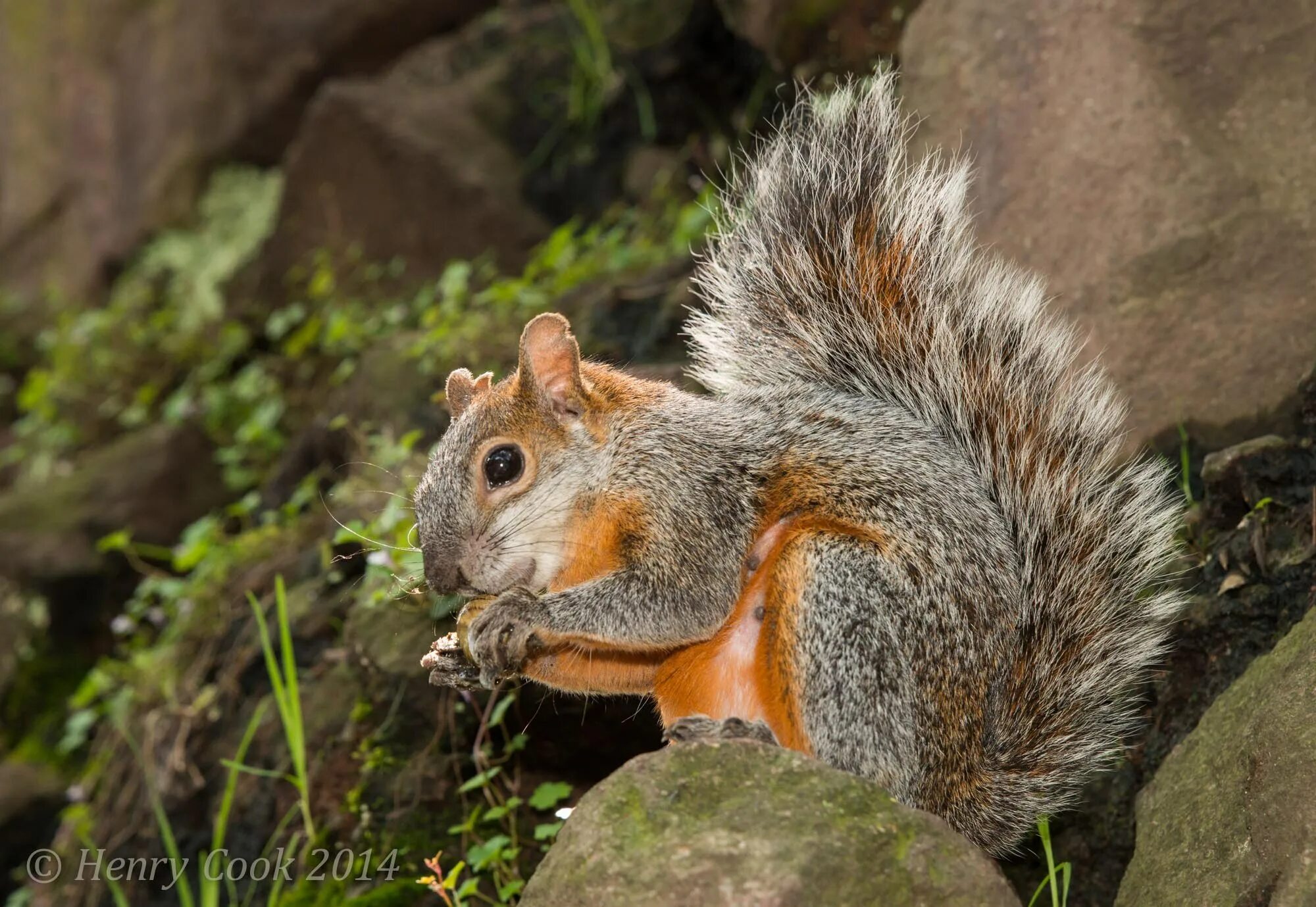 Пестрая белка. Sciurus VARIEGATOIDES. Белка Стейнджера. Центральноамериканская карликовая белка. Пятнистая белка.