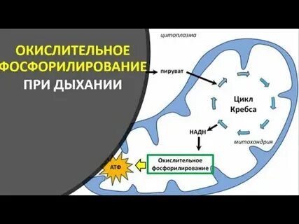 Лизосомы окислительное фосфорилирование