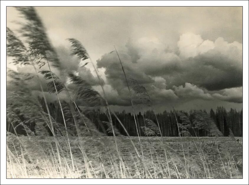 рожь герасимов. веет ветер на просторе. ветер. летний ветер. стихи про ветер для детей.