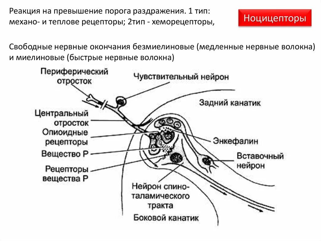 Ноцицепторы свободные нервные окончания. Отросток рецептора. Хеморецепторы Нейрон. Хемоноцицепторы это свободные нервные.