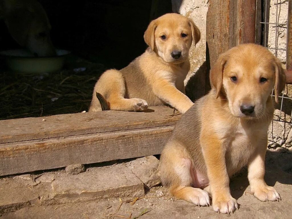 русская гончая собака. русская гончая черноспинная. русская гончая собака щенок. русская гончая пегая гончая. русская пегая гончая собака.
