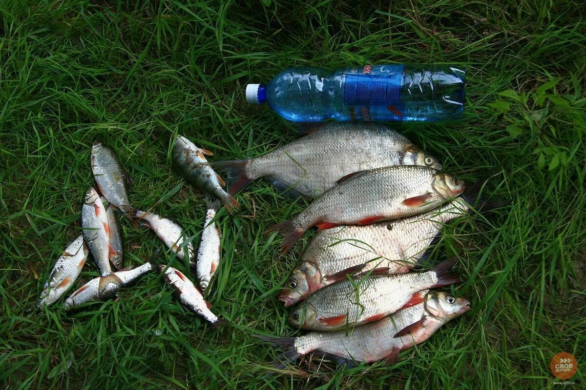 Река Иртыш рыбалка. Рыбалка в Омской области. Рыба в Иртыше. Рыбалка на Иртыше в Омской области.