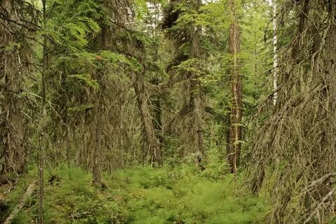 Тайга вечнозеленая