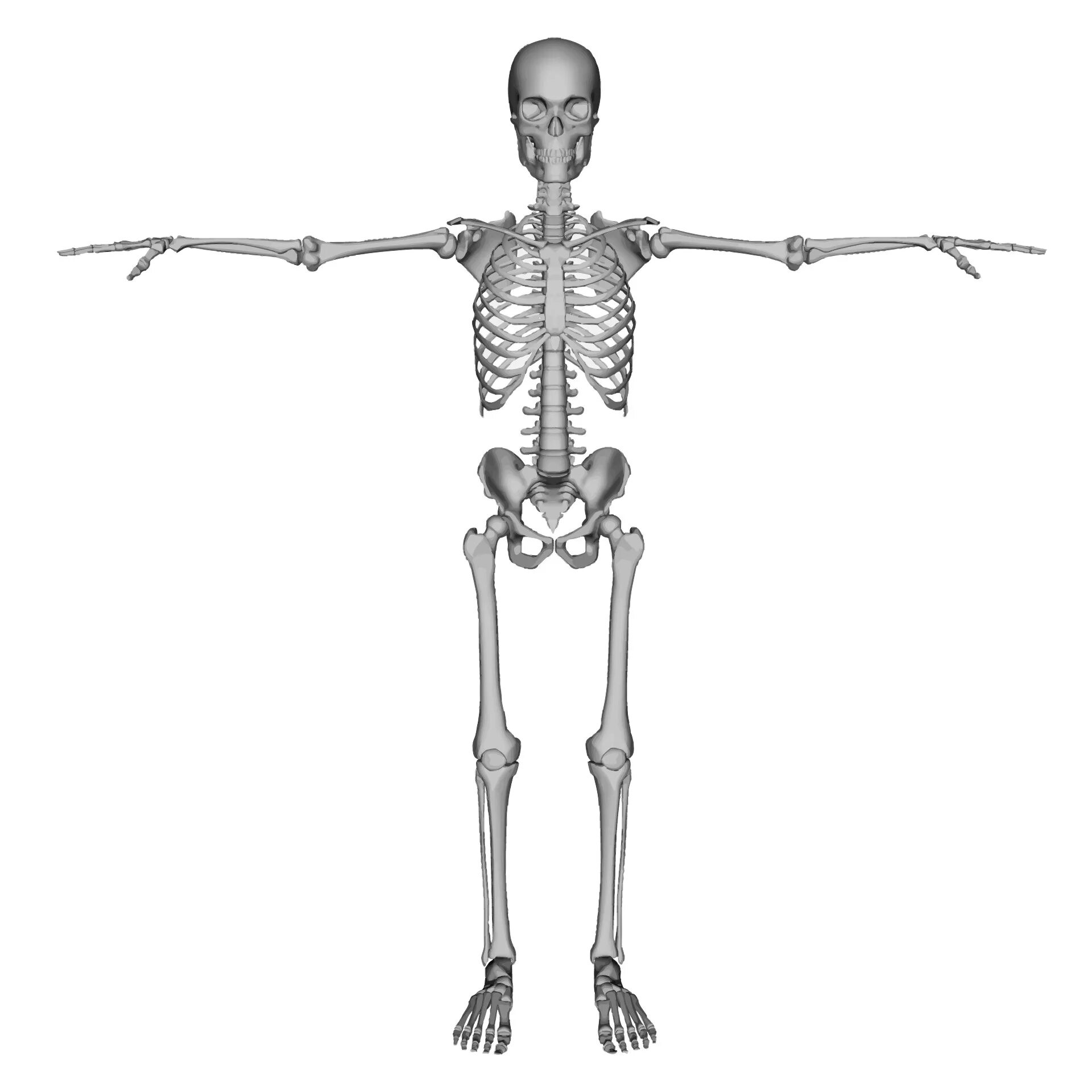 Скелет. Человеческий скелет. Кости человека. Скелет на белом фоне.