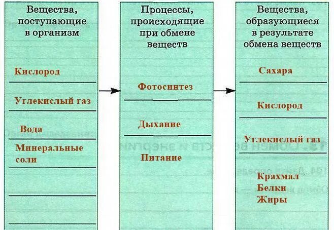 Обмен веществ у животных 6 класс схема. Схема обмена веществ у растений. Обмен веществ у растений 6 класс биология таблица. Схема обмена веществ у растений 6 класс. Распределите течения по группам