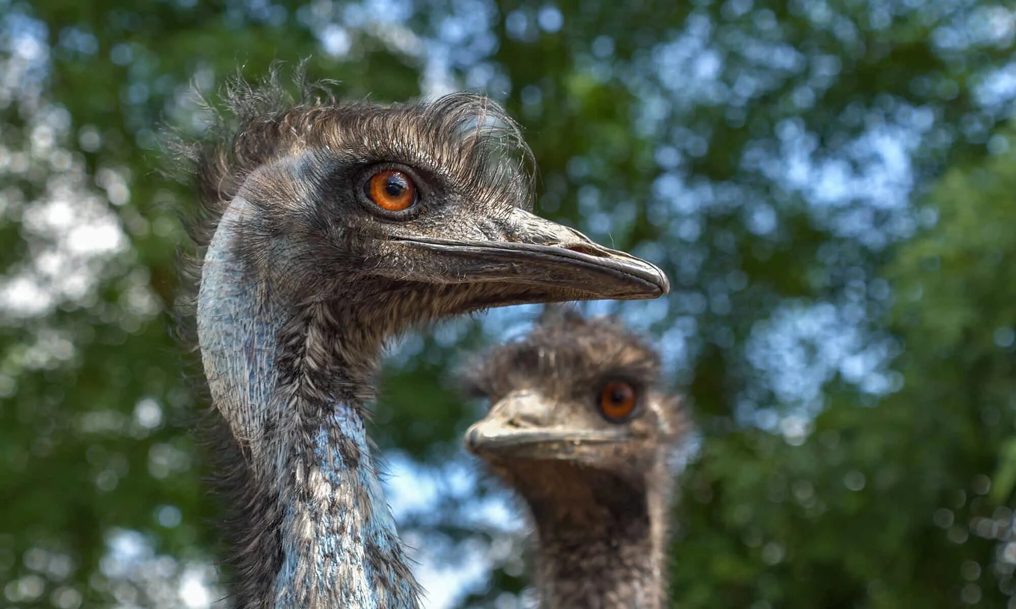 Emu o