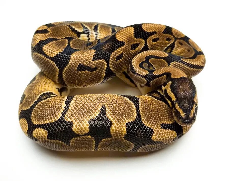 Python уникальные