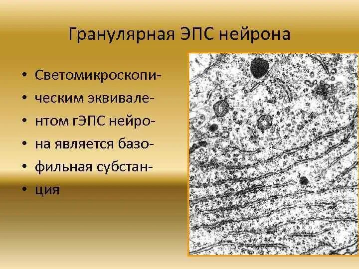Гранулярная эпс функции. Гранулярная эпс. гранулярная эндоплазматическая сеть. гранулярная эпс нейрона.