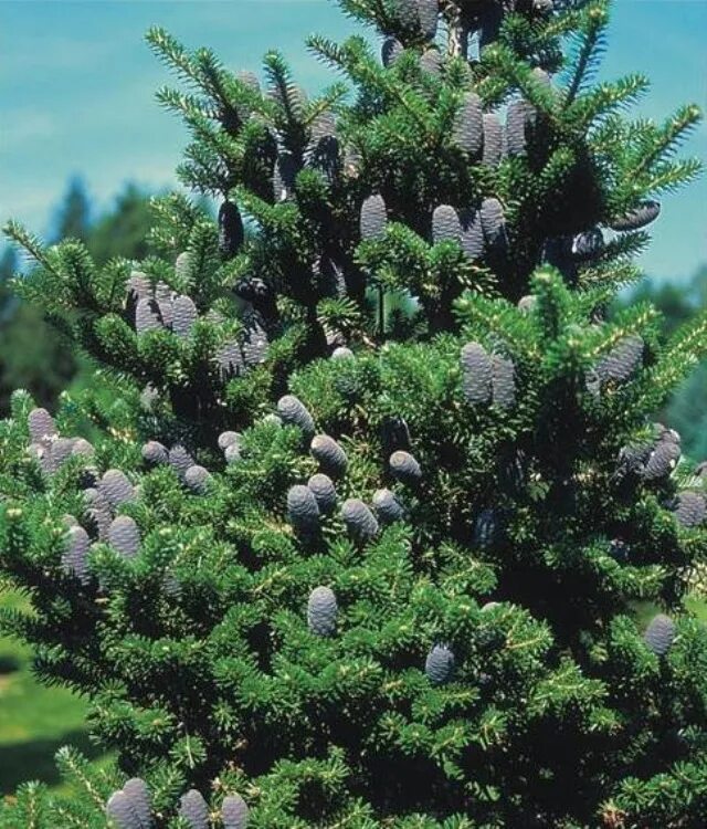 Растение пихта. Пихта корейская кореана. пихта корейская &quot;abies korean. пихта корейская koreana. пихта корейская абиес кореана.