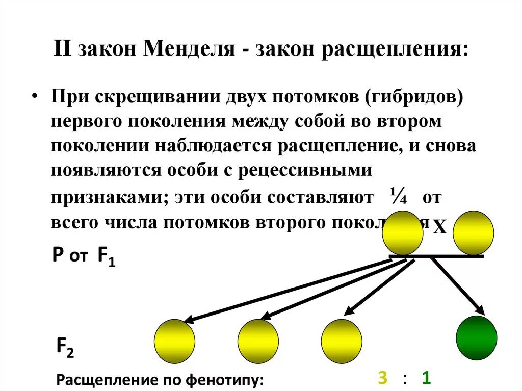 Расщепление по фенотипу 3 закон Менделя. Второй закон Менделя закон расщепления закон чистоты гамет. Второй закон Менделя закон единообразия гибридов первого поколения. Закон расщепления Менделя 9 класс генетика. Расщепление признаков во втором поколении гибридов