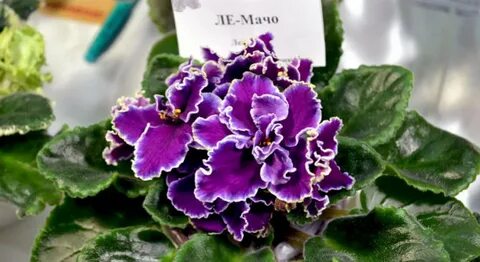 Фиалки фото сорт ле