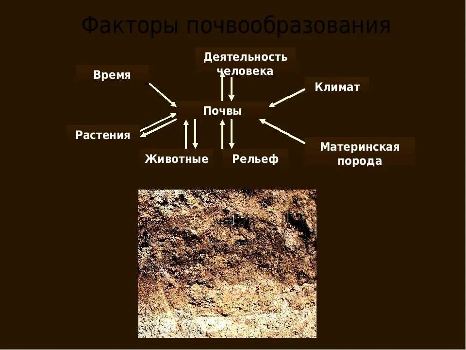 Почвы соответствие природной зоне. Факторы почвообразования факторы почвообразования. Почвообразующие факторы почвы. Почвообразования на материнских породах. Факторы формирования почвы.