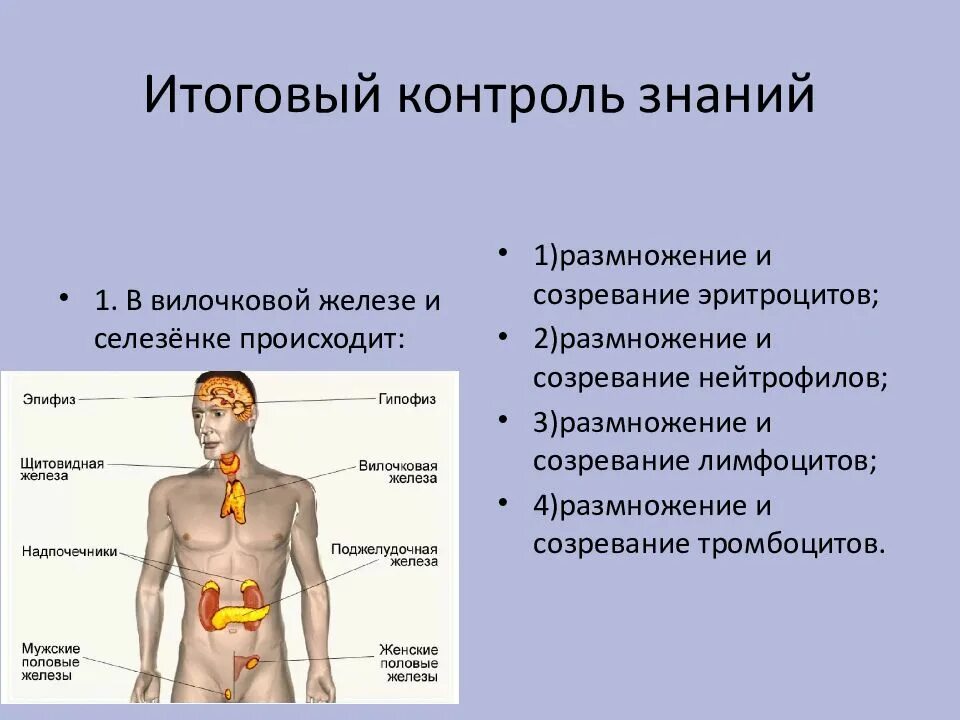 Тимус вилочковая железа. Тимус гормоны и функции. Вилочковая железа функции в иммунной системе. В вилочковой железе и селезёнке происходит. Симптомы патологии тимуса.