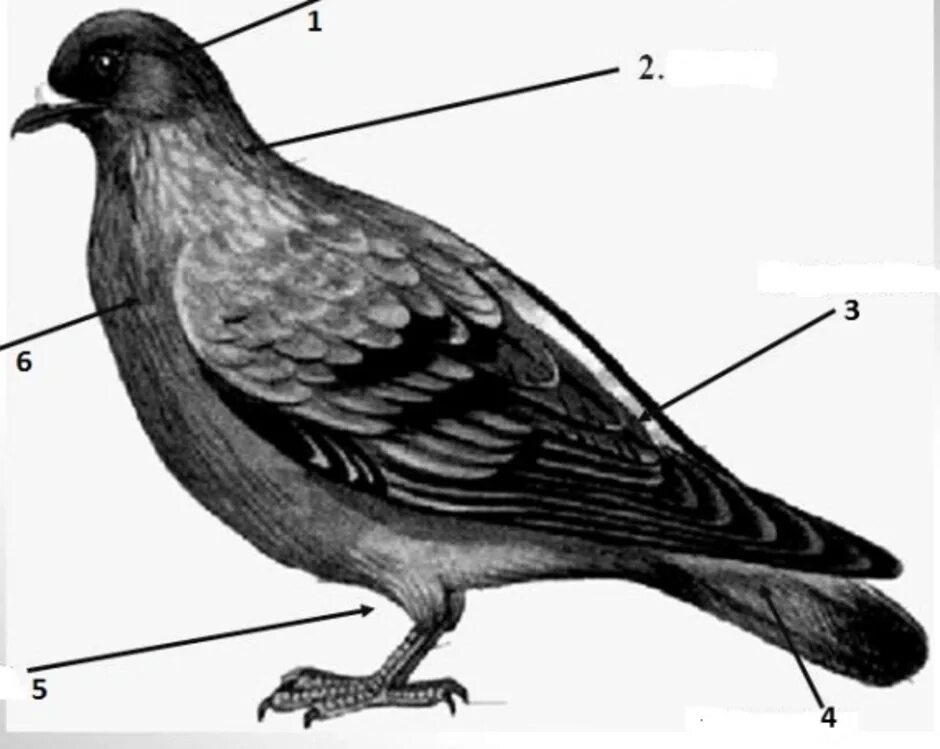 Внешнее строение голубя 7 класс биология. Голубь биология внешнее строение. Строение тела птицы. Внешнее строение птиц. Отделы тела птиц 7 класс