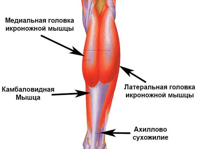 Почему болят сухожилия на ногах. Медиальная головка икроножной мышцы. Латеральная головка икроножной мышцы. Камбаловидная мышца функции. Медиальная головка икроножной мышцы функции.