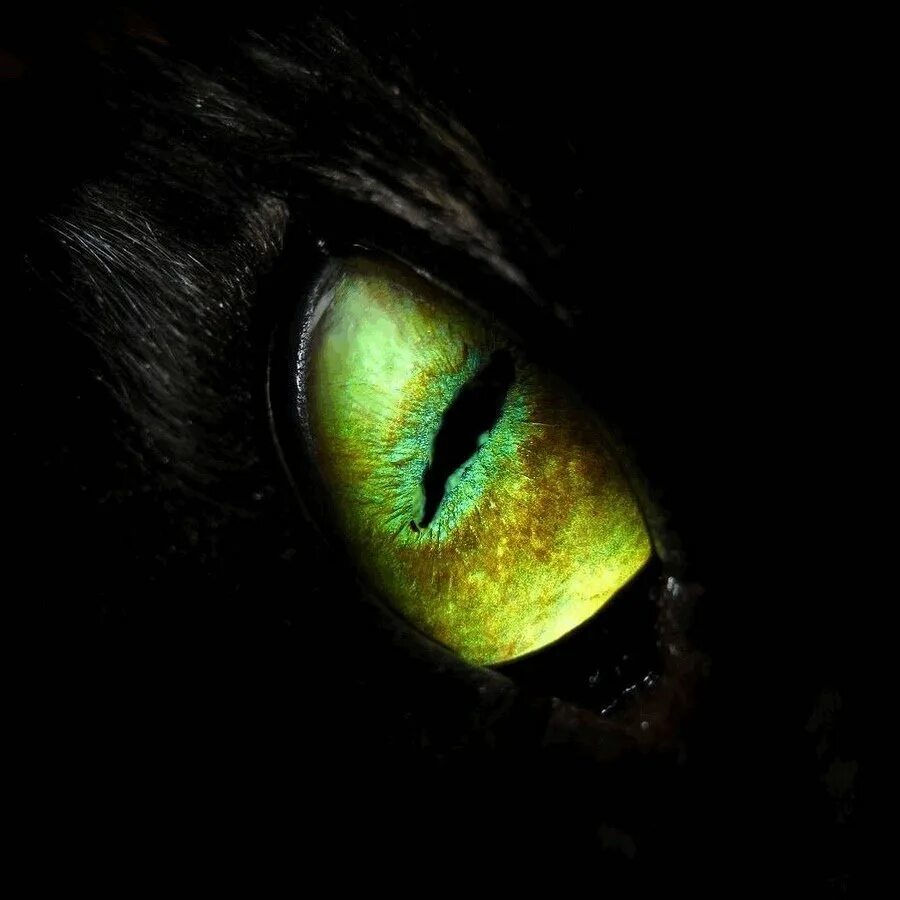 Глаза животного в темноте. Глаза дракона (dragon eyes). глаза в темноте. глаза кошки.