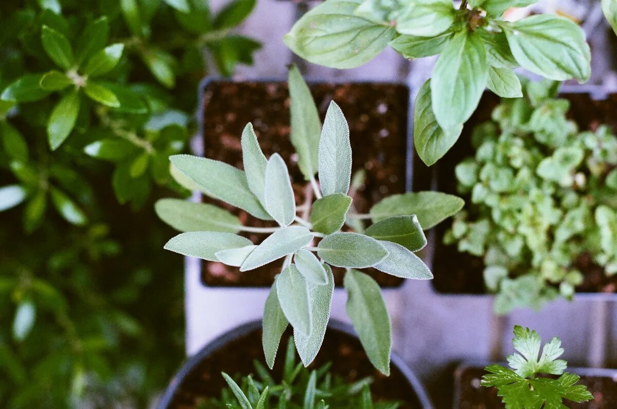 Растение мудрого. Листья мате. Plant Focus 2л. Шалфей цветы в горшке.