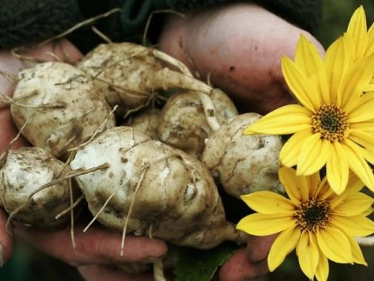 Топинамбур и кремний. Земляная груша топинамбур. Как правильно есть топинамбур. Дикая картошка топинамбур. Топинамбур растение.