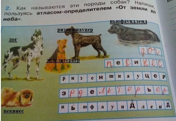 Окружающий мир 2 класс породы. Как называются эти породы собак окружающий мир. Породы собак окружающий мир 2 класс. Как называется эта порода. Как называются породы собак окружающий мир 2.