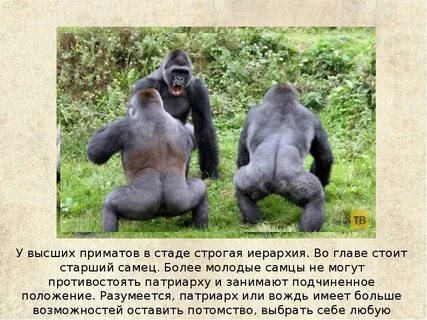 Сообщением выше