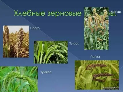 Зерновыми культурами являются