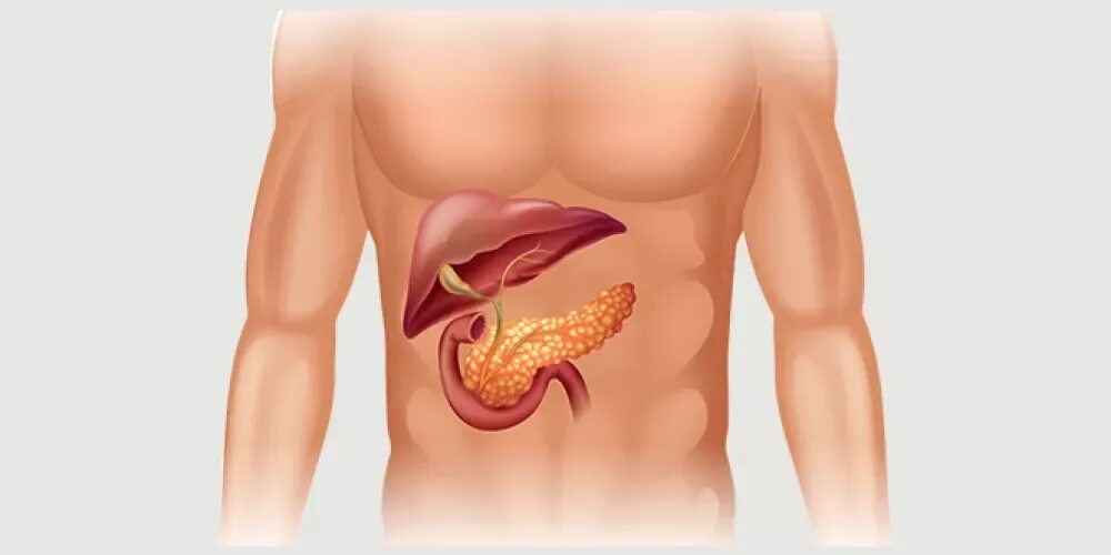 Расположение поджелудочной железы у человека. Анатомия человека поджелудочная железа расположение. Как влияет поджелудочная железа на печень