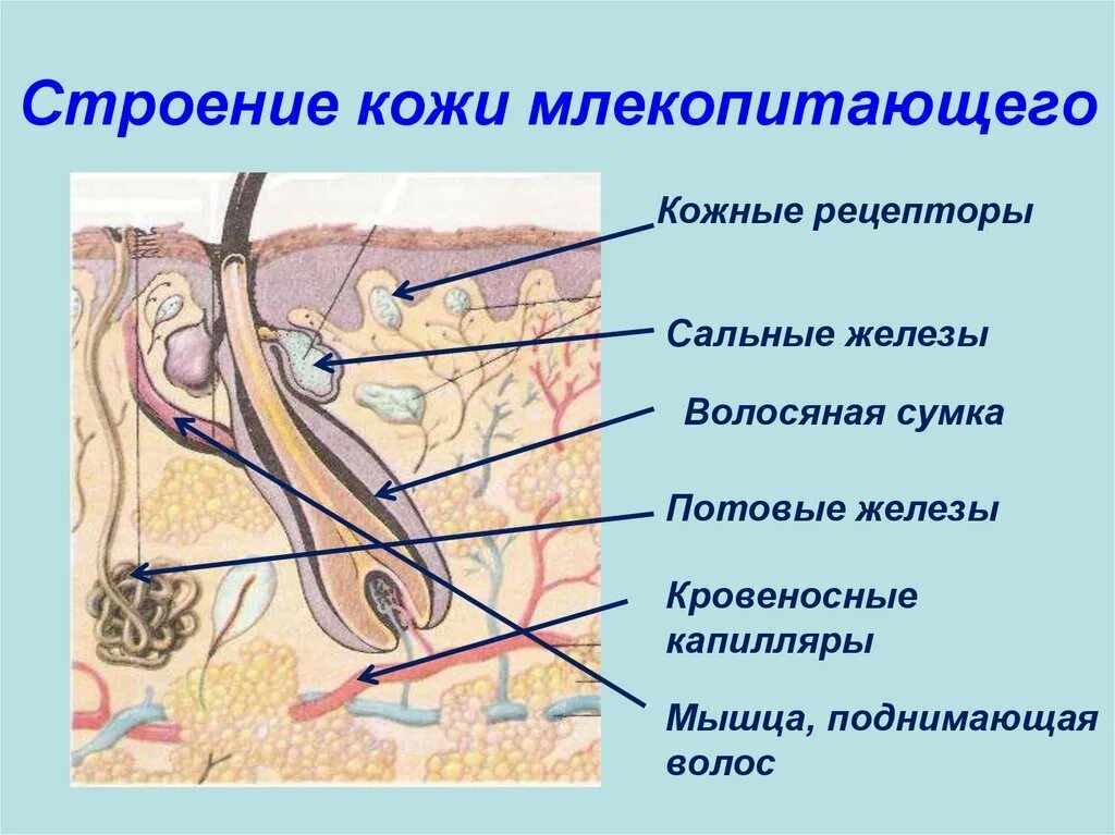 Верховые железа. Схема строения кожи млекопитающих. Кожный Покров млекопитающих кратко. Строение кожного Покрова млекопитающих схема. Класс млекопитающие строение покровов тела.