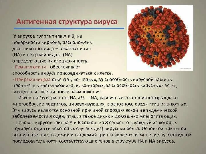Антигены вируса гриппа типа а. Антиген структура вируса гриппа. антигенная структура вирусов.