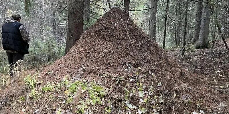 Большой муравейник в заварзино. Муравейник в заварзино томск. Фото самого большого муравейника в мире. Самый большой муравейник в мире томск. Самый большой муравейник в томске.