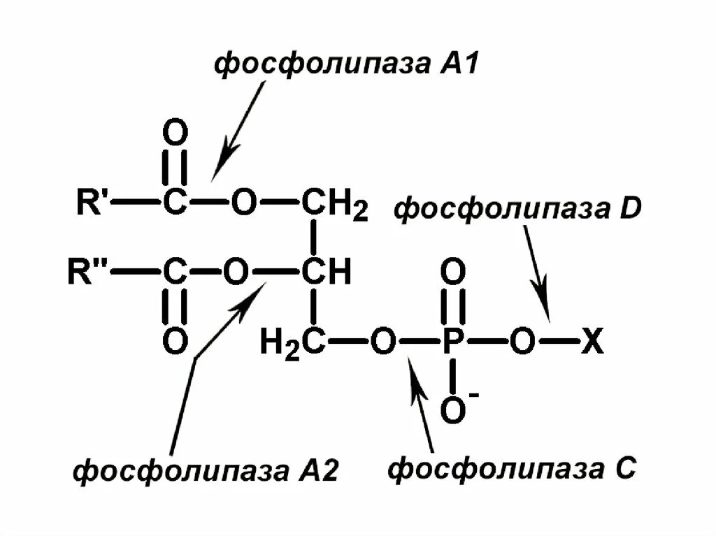 Фосфа g