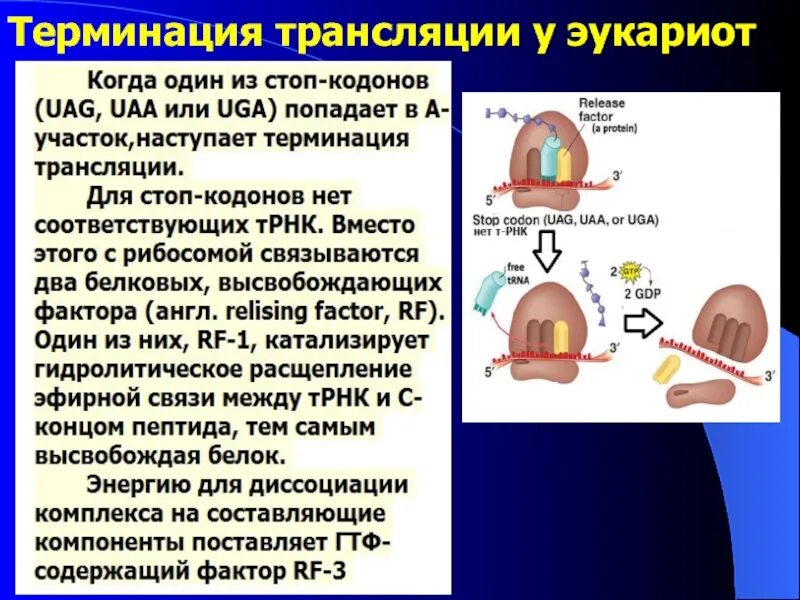 В трансляции принимает участие. Терминация трансляции это в биологии. Инициация терминация. Биосинтез белка трансляция терминация. Терминация трансляции этапы.