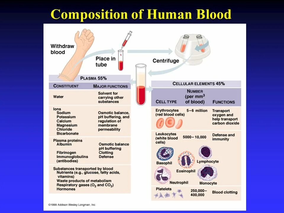 Human Blood Cells. Clotting анализ крови.