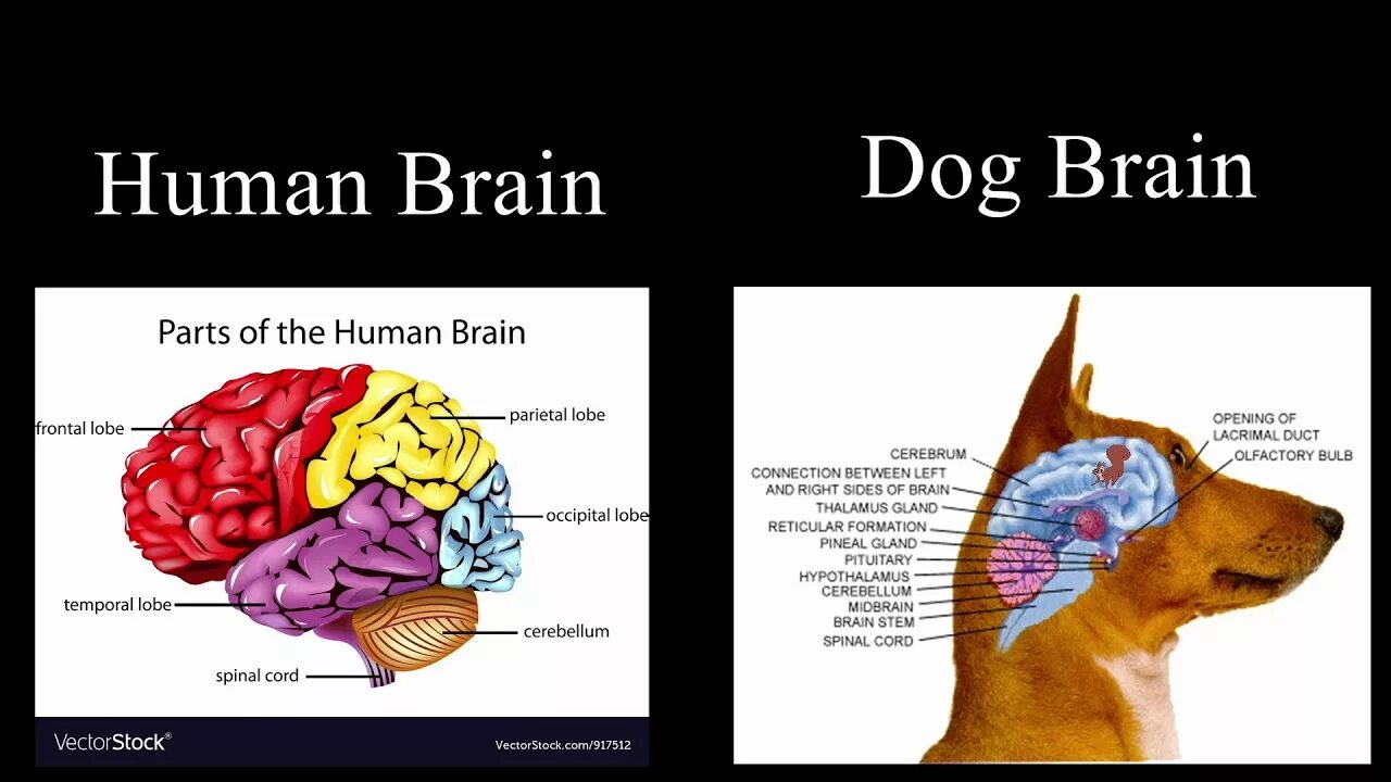 Размер мозга кошки и собаки. Размер мозга собаки и человека. Brain vs brain