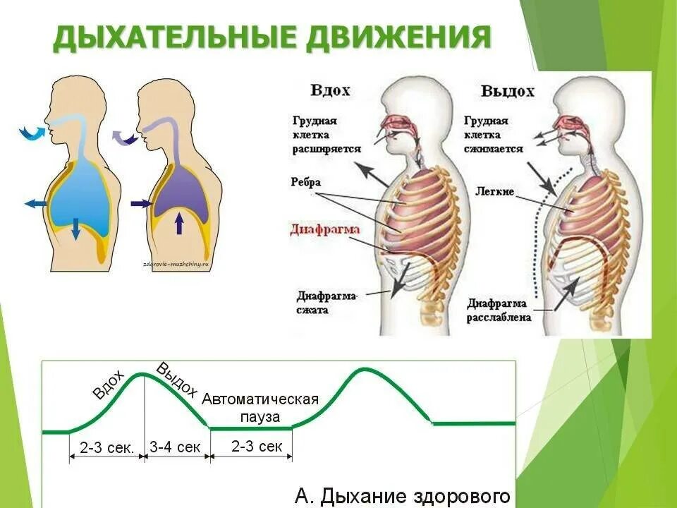 Дыхание схема вдох выдох. Дыхательные движения схема вдох выдох. Дыхательная система человека механизм вдоха и выдоха. Процесс дыхания человека схема. Правильную последовательность этапов дыхания