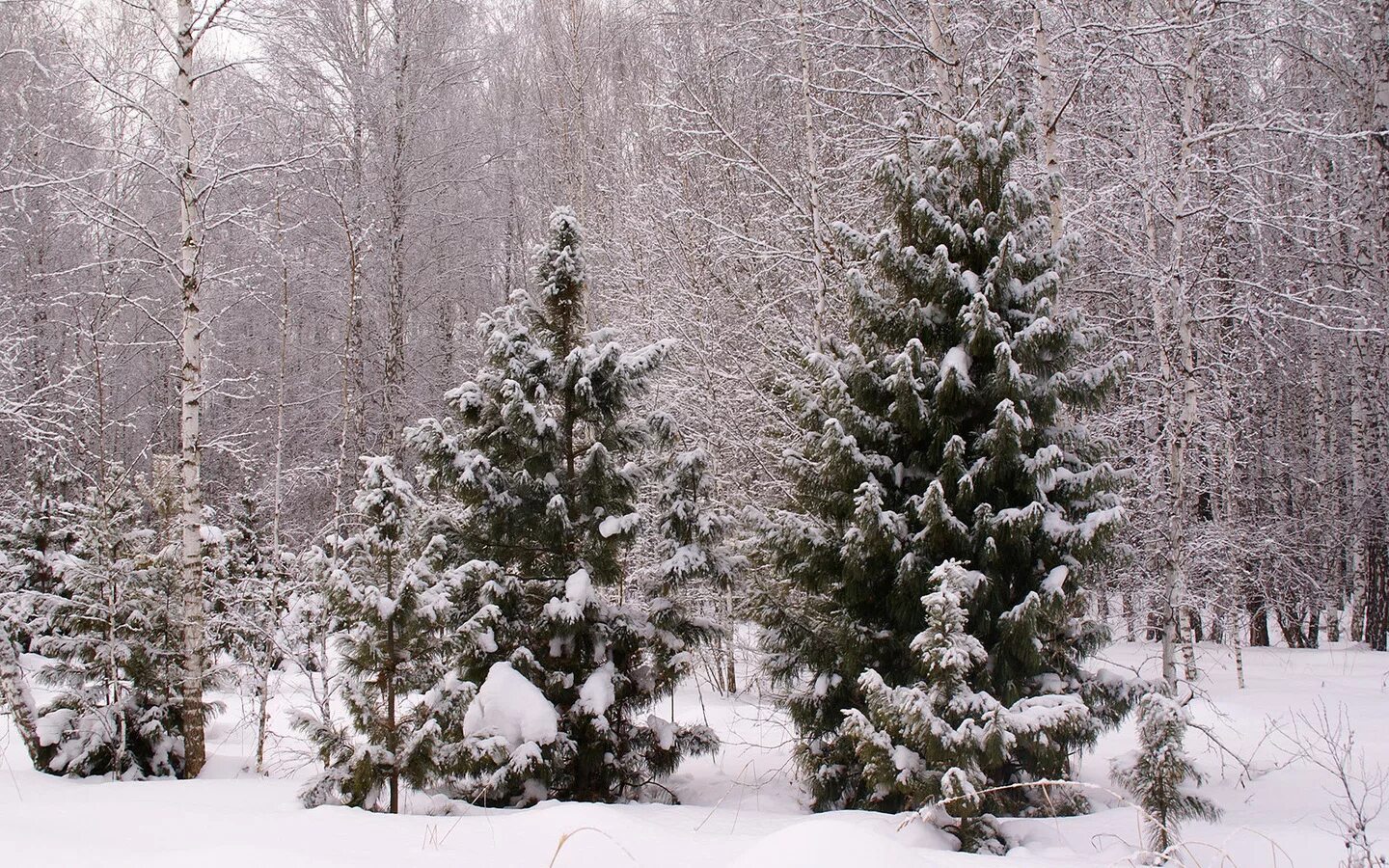 елка в лесу зимой. елочка зимой. елка в лесу. елочка елка леса. елка зимой.