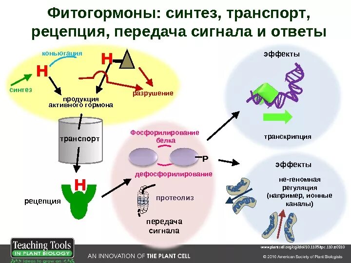 Synthesis group