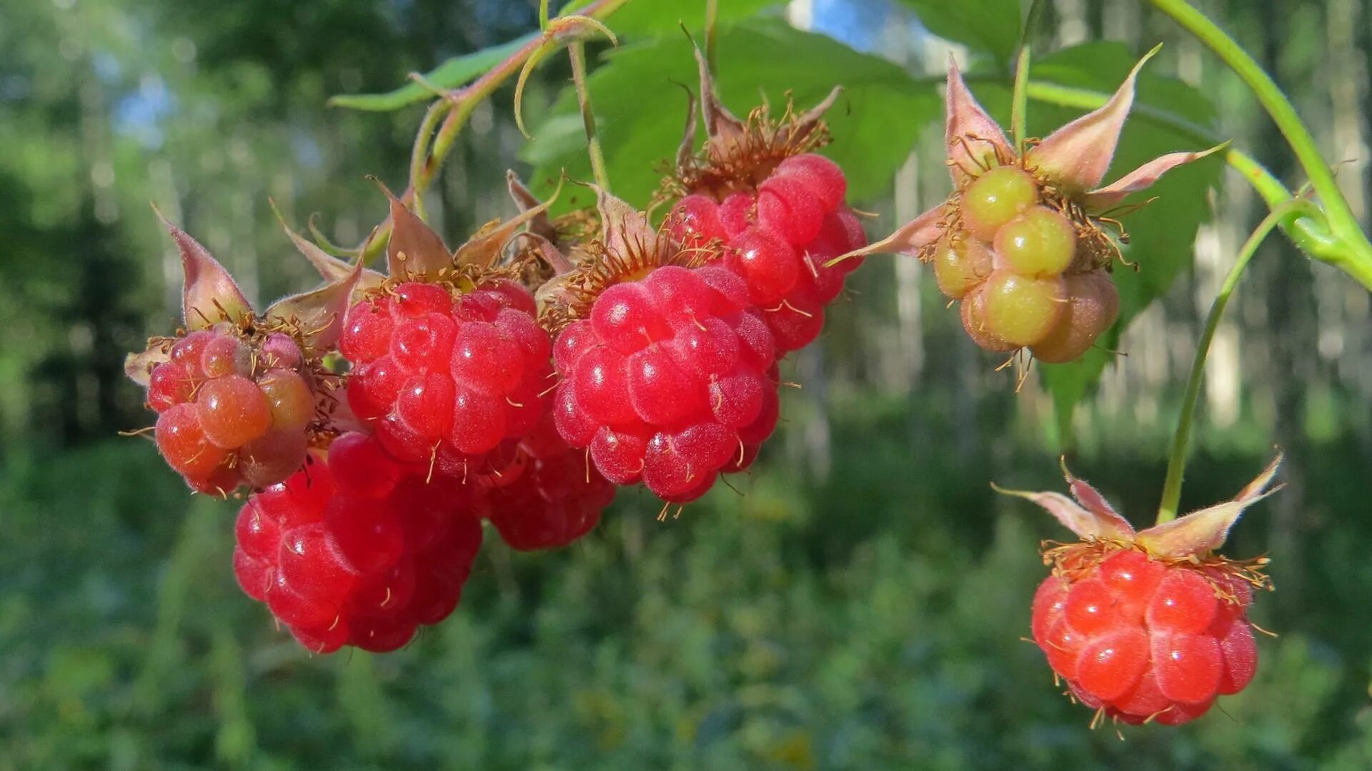 Семейство розоцветные схема цветка. Малина розовоцветная. Плод у представителей семейства розоцветные. Семейство розоцветные характеристика плода. Розоцветные розовые плоды.