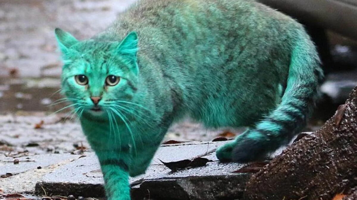 Редкие цвета кошек. Зеленый кот Варна. Зеленый кот в Болгарии. Зеленая кошка. Бирюзовый кот.