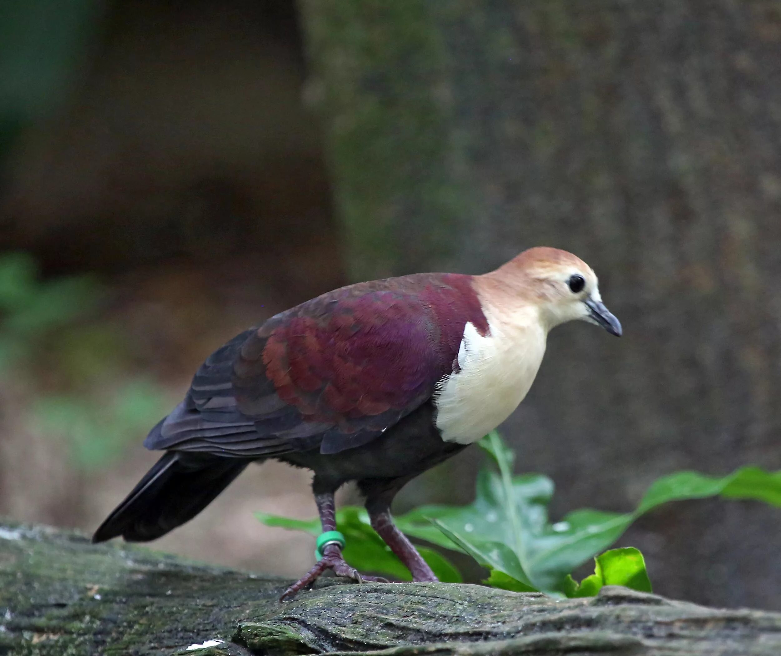 White throated