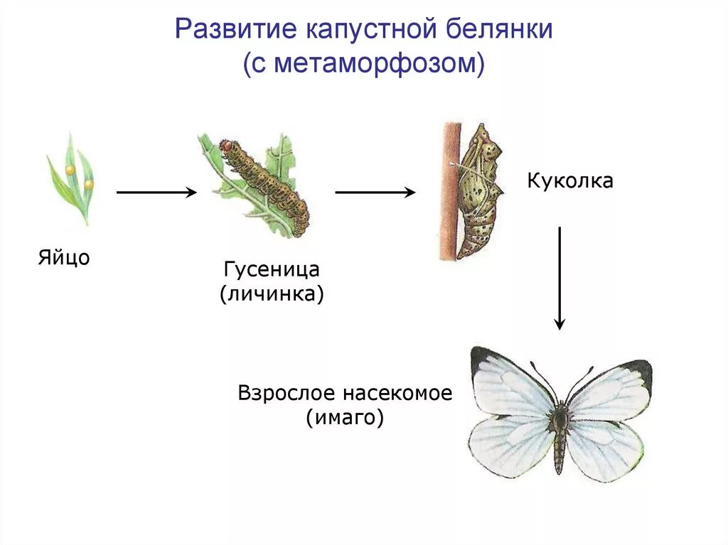 Стадия развития капустной белянки