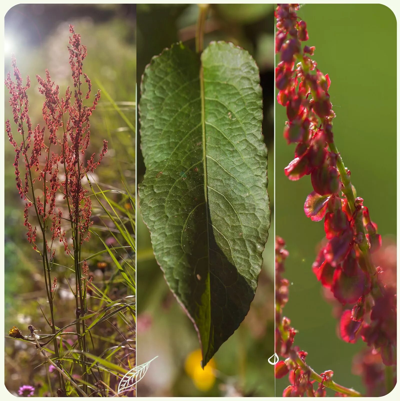 Rumex acetosella - Image of an specimen - Plantarium