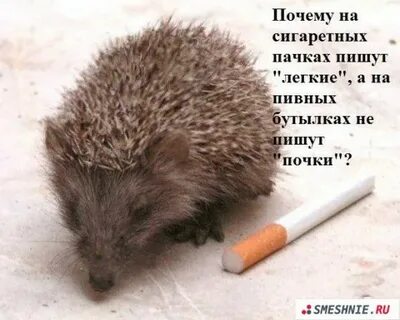 Человек и не горошек я ежик