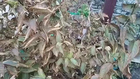 Как обрезать вейгелу осенью на зиму