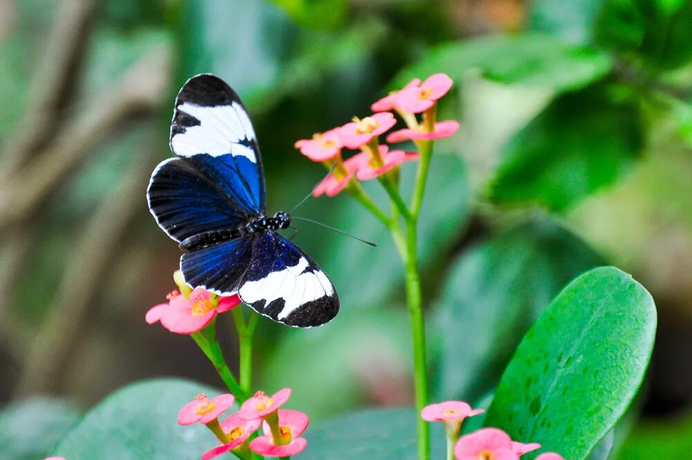 Наука о бабочках. Интересные бабочки. Изучают бабочек. Интересные факты о бабочках и цветах.
